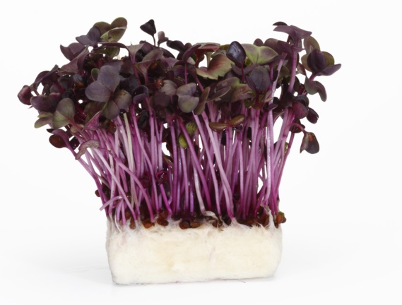 Cress