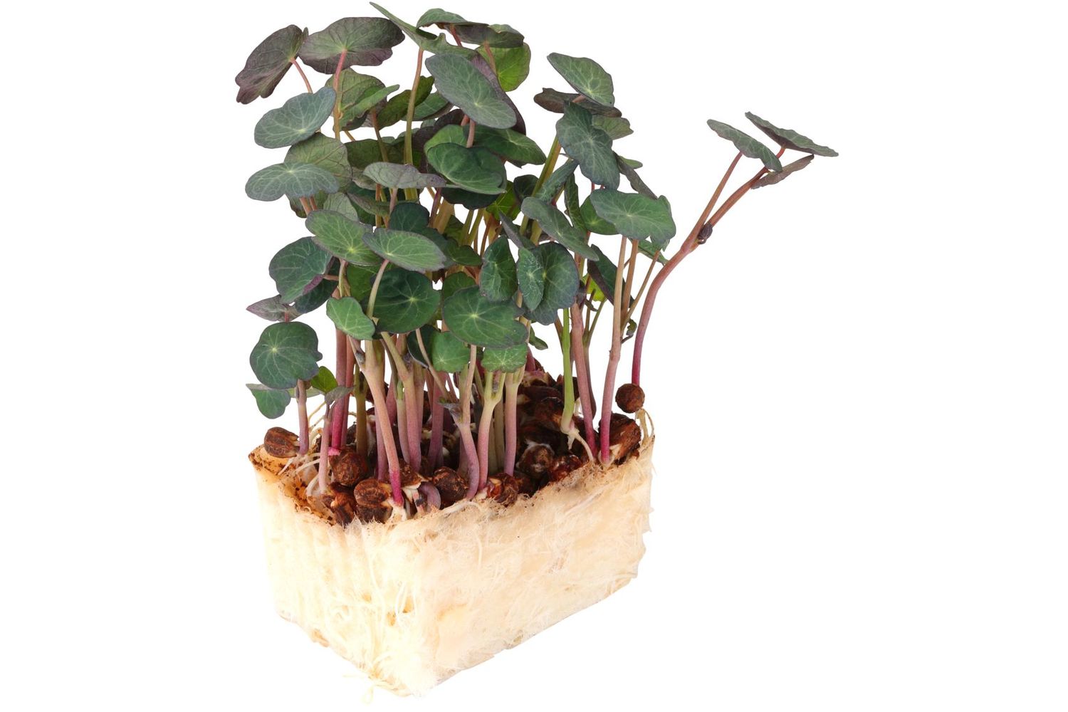 cress
